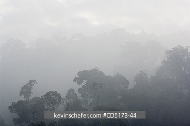 MADAGASCAR: Fog over rainforest, Andasibe-Mantadia National Park, Perinet Reserve, Madagascar, August 2006, wild.