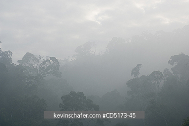MADAGASCAR: Fog over rainforest, Andasibe-Mantadia National Park, Perinet Reserve, Madagascar, August 2006, wild.
