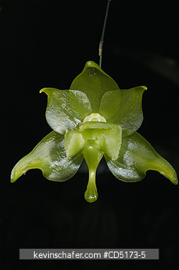 ORCHIDS: Wild Orchid (Aeranthes ramosa), Analamazaotra / Perinet Reserve, Madagascar