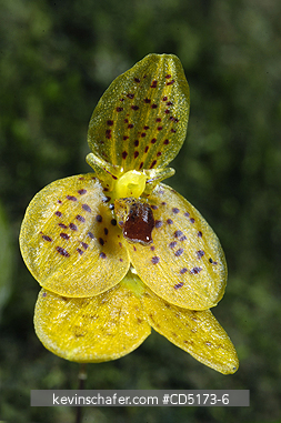 ORCHIDS: Wild Orchid (Bulbophyllum sp.), Analamazaotra / Perinet Reserve, Madagascar