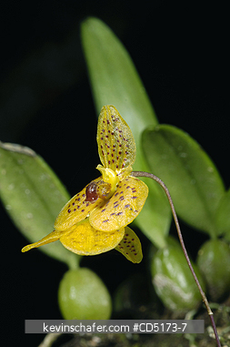 ORCHIDS: Wild Orchid (Bulbophyllum sp.), Analamazaotra / Perinet Reserve, Madagascar