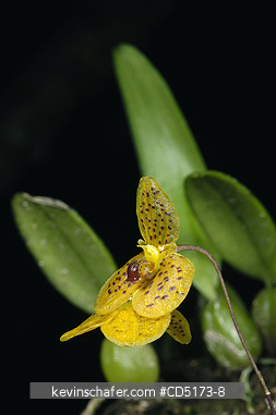 ORCHIDS: Wild Orchid (Bulbophyllum sp.), Analamazaotra / Perinet Reserve, Madagascar