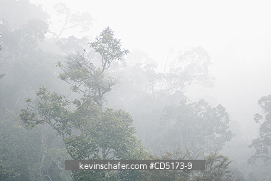 MADAGASCAR: Fog over rainforest, Andasibe-Mantadia National Park, Perinet Reserve, Madagascar, August 2006, wild.