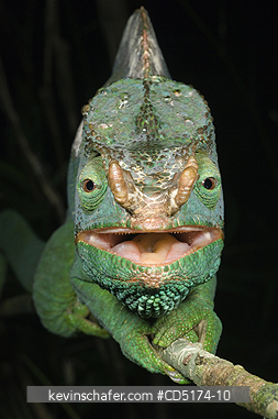 CHAMELEONS: Parson\\\'s Chameleon (Calumna parsonii), Wild, Andasibe Mantadia National Park / Perinet Reserve, Madagascar, August 2006