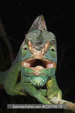 CHAMELEONS: Parson\'s Chameleon (Calumna parsonii), Wild, Andasibe Mantadia National Park / Perinet Reserve, Madagascar, August 2006