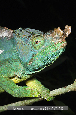 CHAMELEONS: Parson\'s Chameleon (Calumna parsonii), Wild, Andasibe Mantadia National Park / Perinet Reserve, Madagascar, August 2006