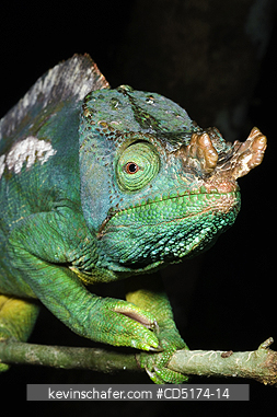 CHAMELEONS: Parson\'s Chameleon (Calumna parsonii), Wild, Andasibe Mantadia National Park / Perinet Reserve, Madagascar, August 2006