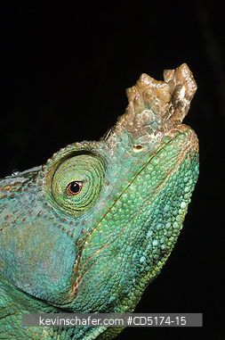 CHAMELEONS: Parson\'s Chameleon (Calumna parsonii), Wild, Andasibe Mantadia National Park / Perinet Reserve, Madagascar, August 2006