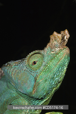 CHAMELEONS: Parson\\\\\\\'s Chameleon (Calumna parsonii), Wild, Andasibe Mantadia National Park / Perinet Reserve, Madagascar, August 2006