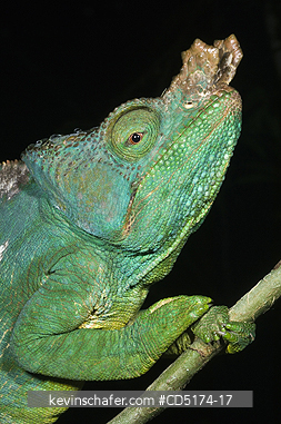 CHAMELEONS: Parson\'s Chameleon (Calumna parsonii), Wild, Andasibe-Mantadia National Park / Perinet Reserve, Madagascar, August 2006