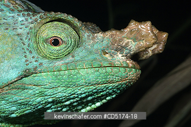 CHAMELEONS: Parson\'s Chameleon (Calumna parsonii), Wild, Andasibe Mantadia National Park / Perinet Reserve, Madagascar, August 2006