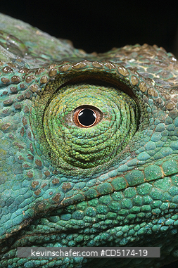 CHAMELEONS: Parson\\\'s Chameleon (Calumna parsonii), Wild, Andasibe Mantadia National Park / Perinet Reserve, Madagascar, August 2006