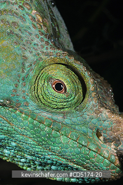 CHAMELEONS: Parsons Chameleon (Calumna parsonii), Wild, Andasibe Mantadia National Park / Perinet Reserve, Madagascar, August 2006