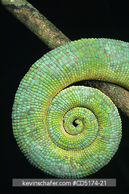 CHAMELEONS: Parsons Chameleon (Calumna parsonii), Wild, Andasibe Mantadia National Park / Perinet Reserve, Madagascar, August 2006