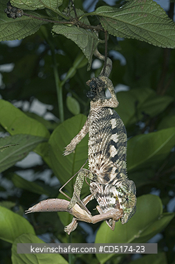 CHAMELEONS: Young Panther Chameleon eats Preying Mantis, Madagascar.