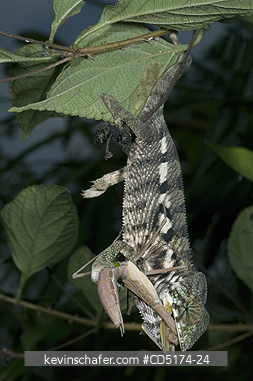 CHAMELEONS: Young Panther Chameleon eats Preying Mantis, Madagascar.