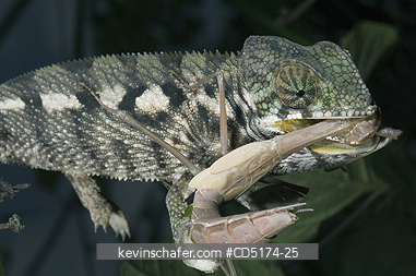 CHAMELEONS: Young Panther Chameleon eats Preying Mantis, Madagascar.