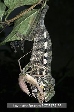 CHAMELEONS: Young Panther Chameleon eats Preying Mantis, Madagascar.