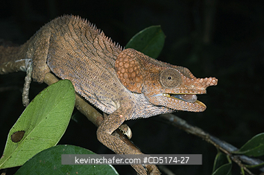 CHAMELEONS: Wild Chameleon, Male, (Furcifer brevicornis), Analamazaotra / Perinet Reserve, Madagascar.