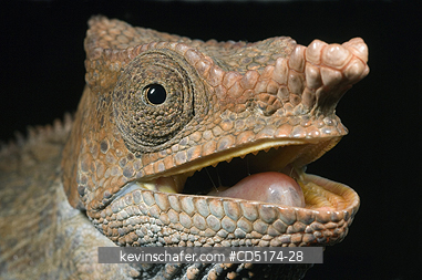 CHAMELEONS: Wild Chameleon, Male, (Furcifer brevicornis), Analamazaotra / Perinet Reserve, Madagascar.