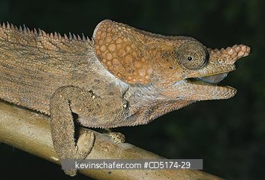 CHAMELEONS: Wild Chameleon, Male, (Furcifer brevicornis), Analamazaotra / Perinet Reserve, Madagascar.