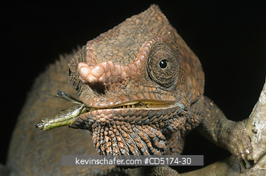 CHAMELEONS: Short-horned Chameleon (Furcifer brevicornis), Andasibe-Mantadia National Park, Perinet Reserve, Madagascar, August 2006 .