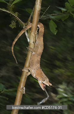 CHAMELEONS: Short-horned Chameleon (Furcifer brevicornis), catching fly, Andasibe-Mantadia National Park, Perinet Reserve, Madagascar, August 2006 .