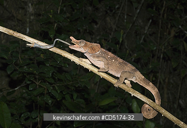 CHAMELEONS: Short-horned Chameleon (Furcifer brevicornis), Andasibe-Mantadia National Park, Perinet Reserve, Madagascar, August 2006 .