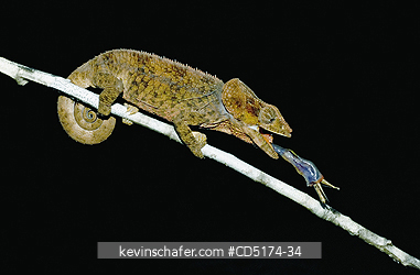 CHAMELEONS: Short-horned Chameleon (Furcifer brevicornis) catching insect, Madagascar.
