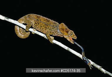 CHAMELEONS: Short-horned Chameleon (Furcifer brevicornis) catching insect, Madagascar.