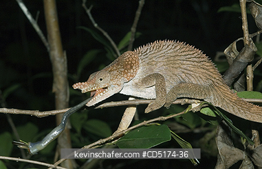 CHAMELEONS: Short-horned Chameleon (Furcifer brevicornis), Andasibe-Mantadia National Park, Perinet Reserve, Madagascar, August 2006.