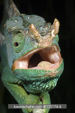 CHAMELEONS: Parson\'s Chameleon (Calumna parsonii), Wild, Andasibe Mantadia National Park / Perinet Reserve, Madagascar, August 2006