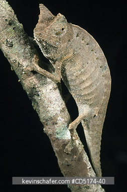 CHAMELEONS: Brown leaf chameleon (Brookesia superciliaris), WILD , Andasibe-Mantadia, National Park, Perinet Reserve, Madagascar, August 2006.