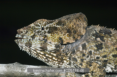 CHAMELEONS: Short-horned Chameleon (Furcifer brevicornis), Andasibe-Mantadia National Park, Perinet Reserve, Madagascar, August 2006.