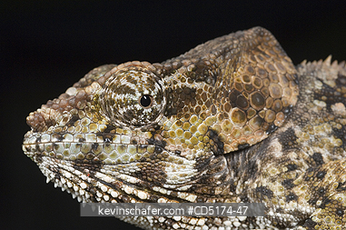 CHAMELEONS: Short-horned Chameleon (Furcifer brevicornis), Andasibe-Mantadia National Park, Perinet Reserve, Madagascar, August 2006.