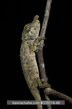 CHAMELEONS: Chameleon (Calumma nasuta), Andasibe-Mantadia National Park, Perinet Reserve, Madagascar, August 2006.