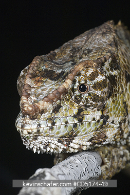 CHAMELEONS: Short-horned Chameleon (Furcifer brevicornis), Andasibe-Mantadia National Park, Perinet Reserve, Madagascar, August 2006.