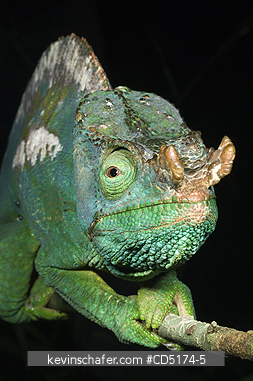 CHAMELEONS: Parson's Chameleon (Calumna parsonii), Wild, Andasibe Mantadia National Park / Perinet Reserve, Madagascar, August 2006
