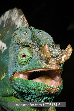 CHAMELEONS: Parson\'s Chameleon (Calumna parsonii), Wild, Andasibe Mantadia National Park / Perinet Reserve, Madagascar, August 2006