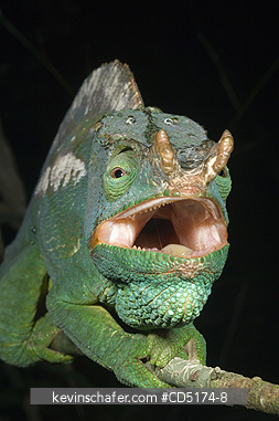 CHAMELEONS: Parson\'s Chameleon (Calumna parsonii), Wild, Andasibe Mantadia National Park / Perinet Reserve, Madagascar, August 2006