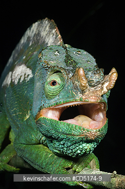 CHAMELEONS: Parson's Chameleon (Calumna parsonii), Wild, Andasibe Mantadia National Park / Perinet Reserve, Madagascar, August 2006