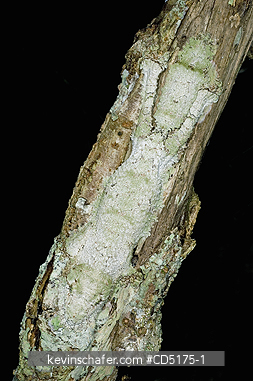 GECKOS: Leaf-tailed Gecko (Uroplatus sikorae), Andasibe-Mantadia National Park, Madagascar, WILD