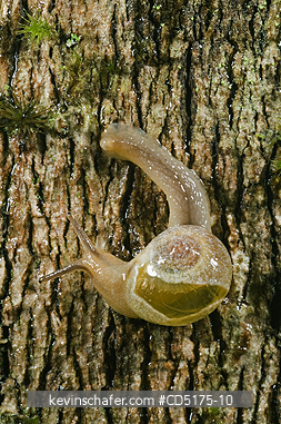 SNAILS: Snail, Andasibe-Mantadia National Park, Perinet Reserve, Madagascar, August 2006, wild.