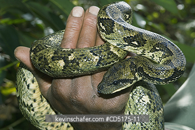 SNAKES, BOAS: Madagascar Boa, (Acrantophis madagascariensis), Andasibe-Mantadia National Park, Perinet Reserve, Madagascar, August 2006, wild