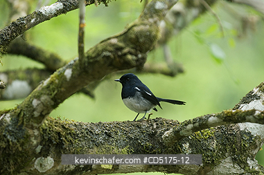 BIRD: Madagascar Magpie-Robin, (Copsychus albospecularis), Andasibe Mantadia National Park / Perinet Reserve, Madagascar, August 2006, WILD