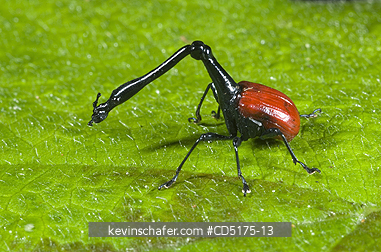 INSECTS: Giraffe-necked Weevil (Trachelophorus giraffa)  Male, WILD, Andasibe-Mantadia National Park, Perinet Reserve, Madagascar, August 2006