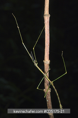 INSECTS: Stick insect, Andasibe-Mantadia National Park, Madagascar, August 2006