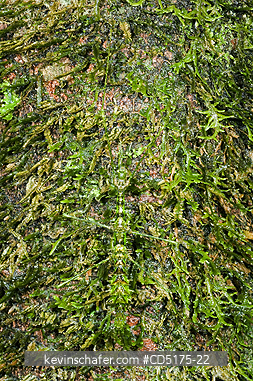 INSECTS: Moss-mimic Stick Insect (Parectatosoma mocquersi), Andasibe-Mantadia National Park, Perinet Reserve, Madagascar, August 2006, WILD