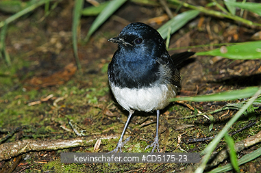 BIRD: Madagascar Magpie-Robin, (Copsychus albospecularis), Andasibe Mantadia National Park / Perinet Reserve, Madagascar, August 2006, WILD