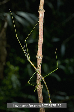 INSECTS: Stick insect, Andasibe-Mantadia National Park, Madagascar, August 2006
